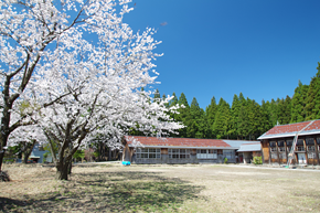 桜と校舎